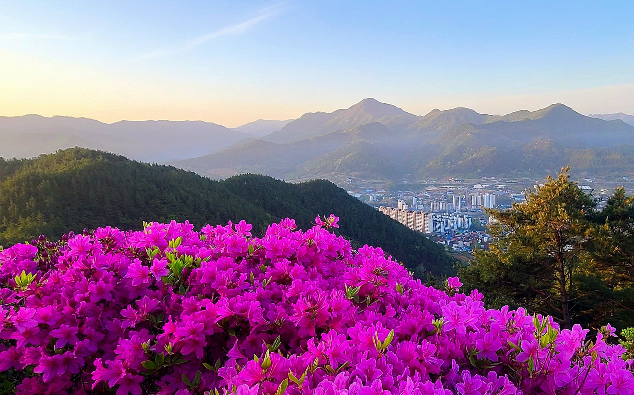 향로산의 봄