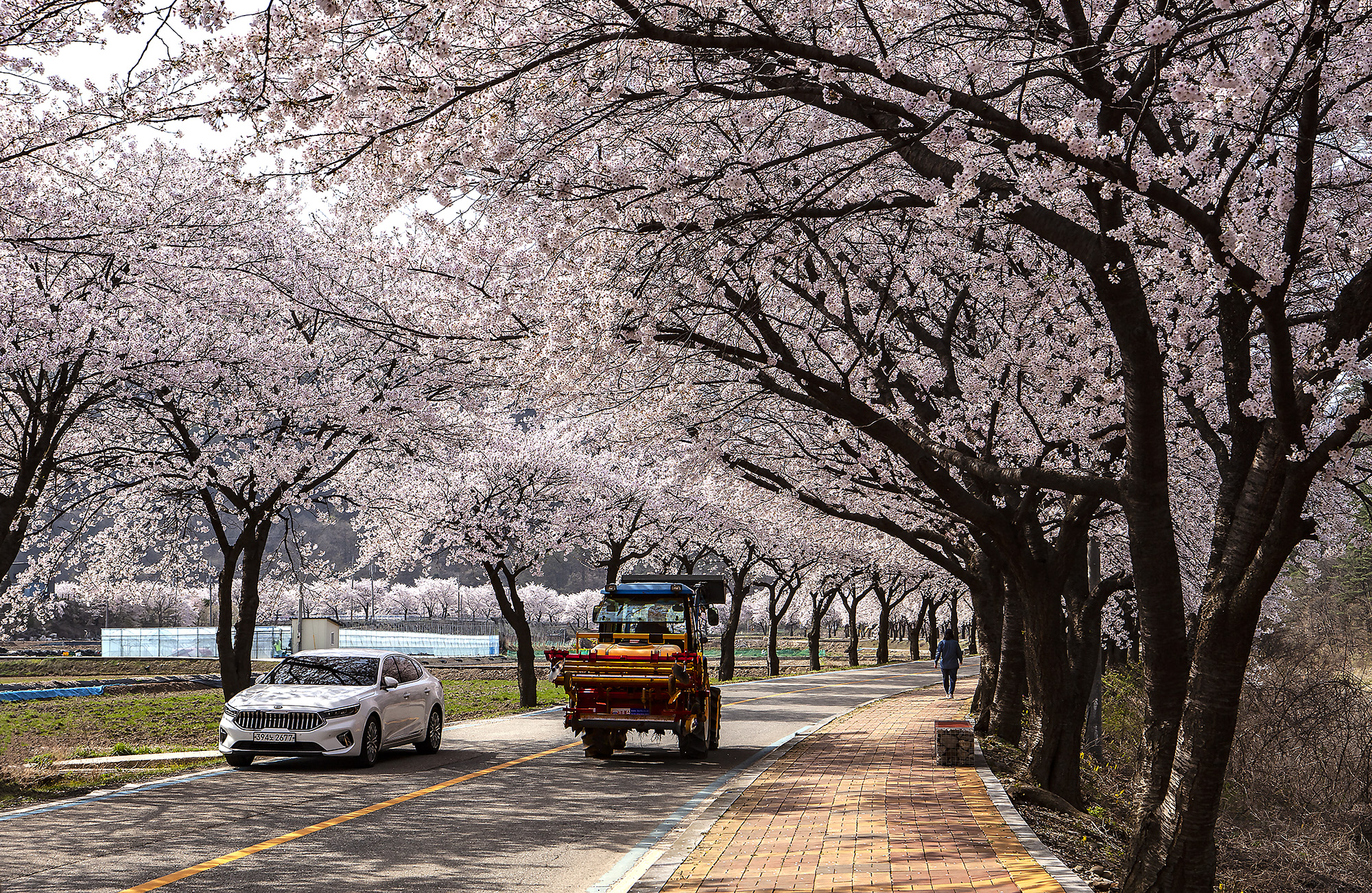 설천면의 봄
