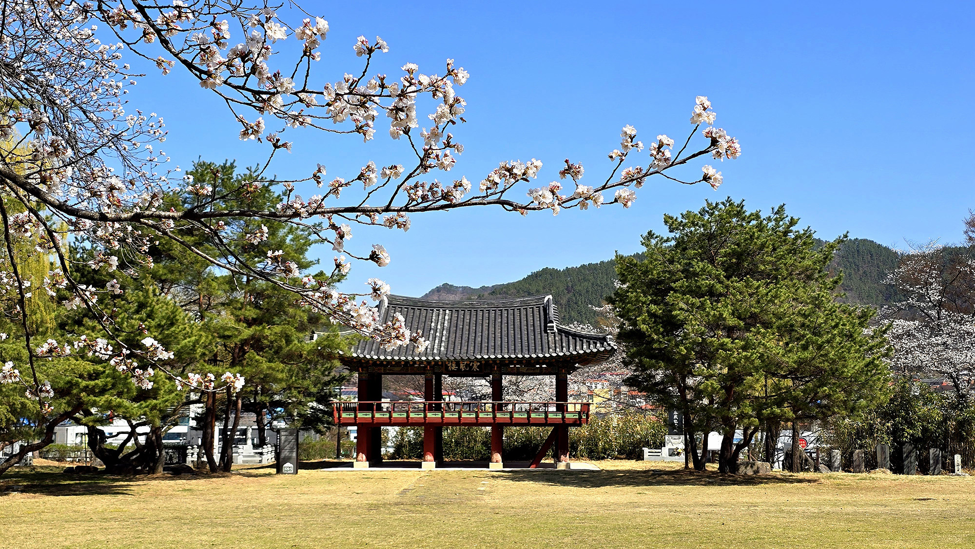 지남공원 벚꽃