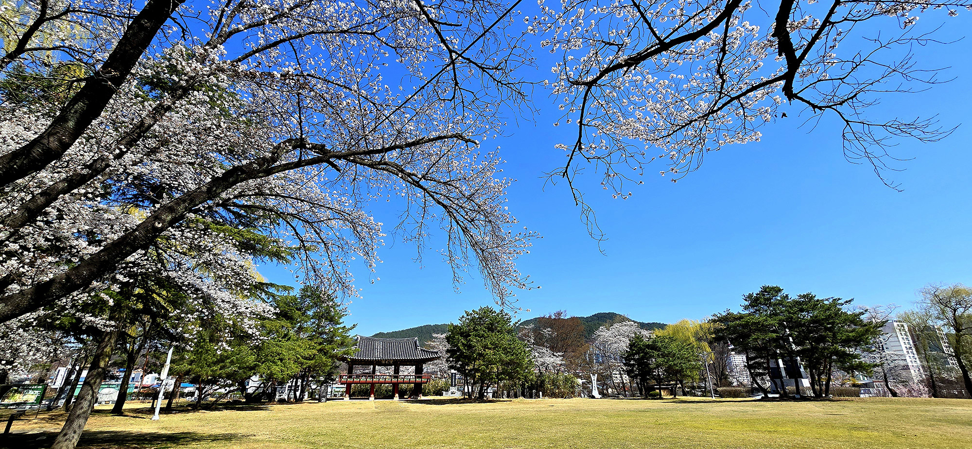 지남공원 벚꽃