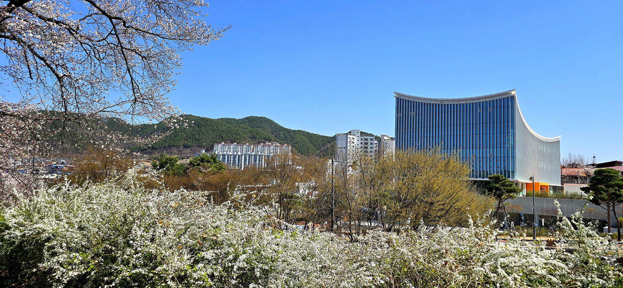 지남공원 벚꽃