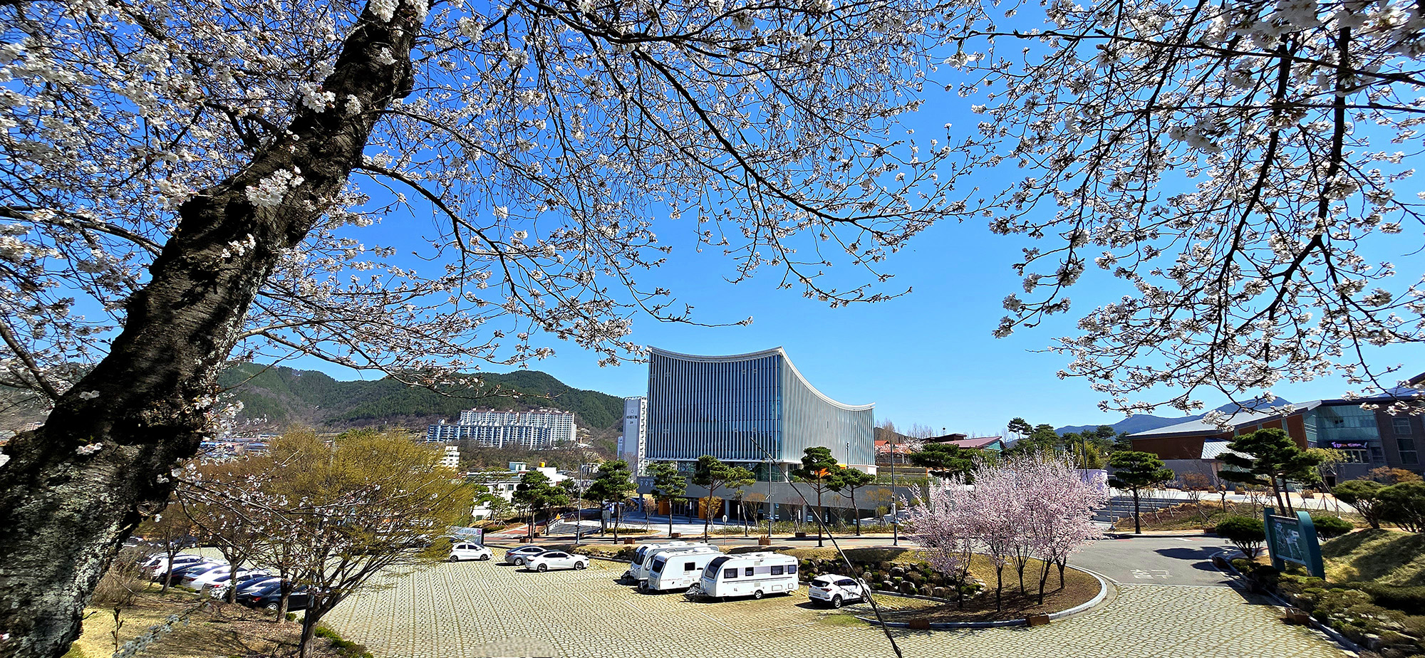 지남공원 벚꽃