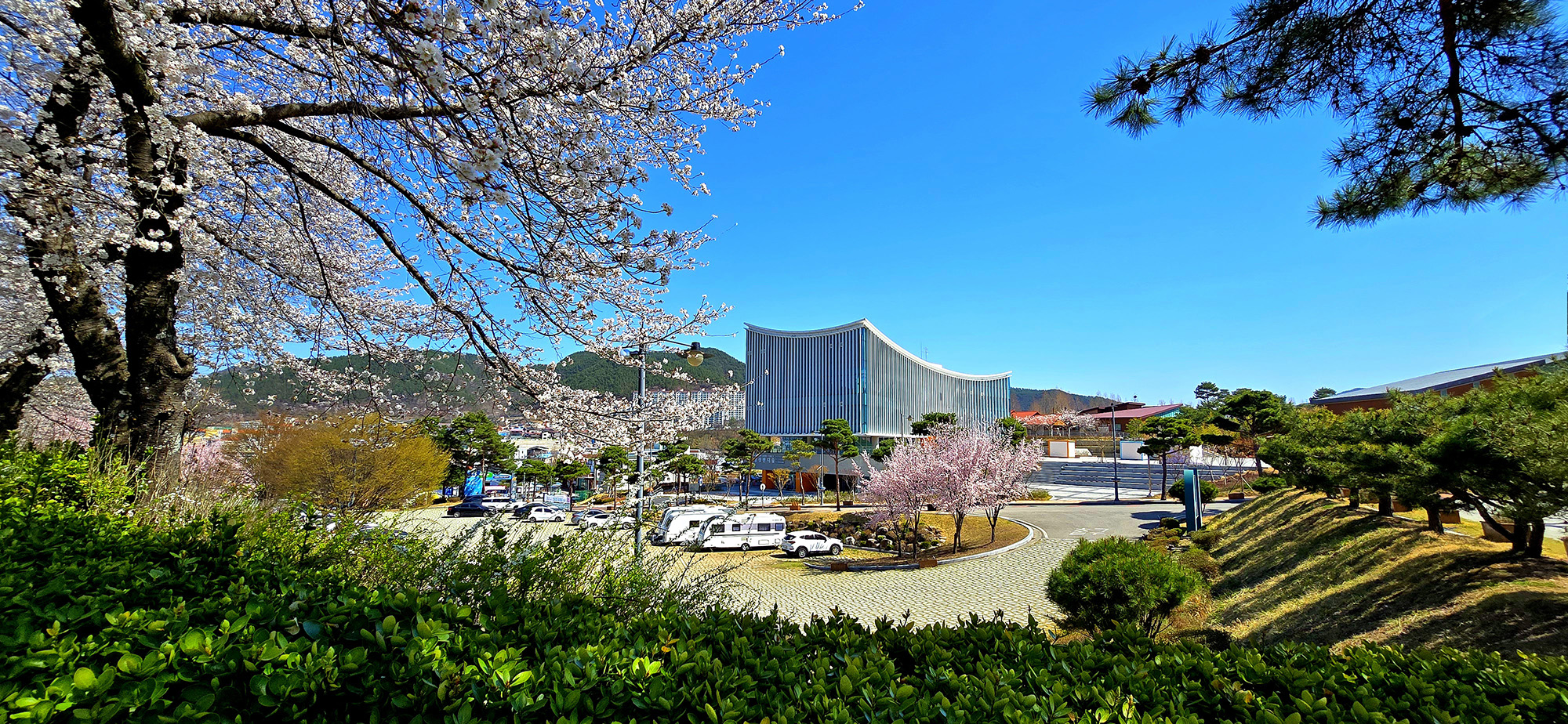 지남공원 벚꽃