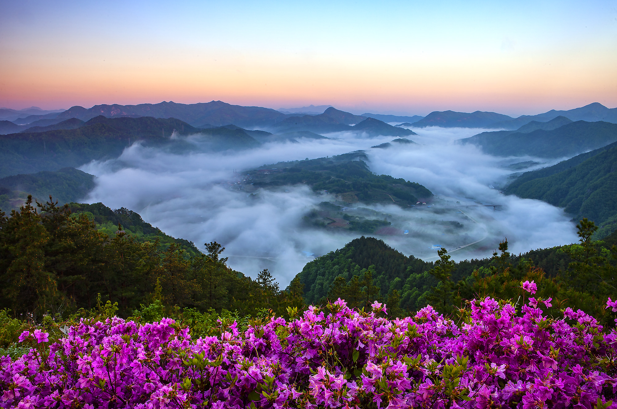 향로산의 봄