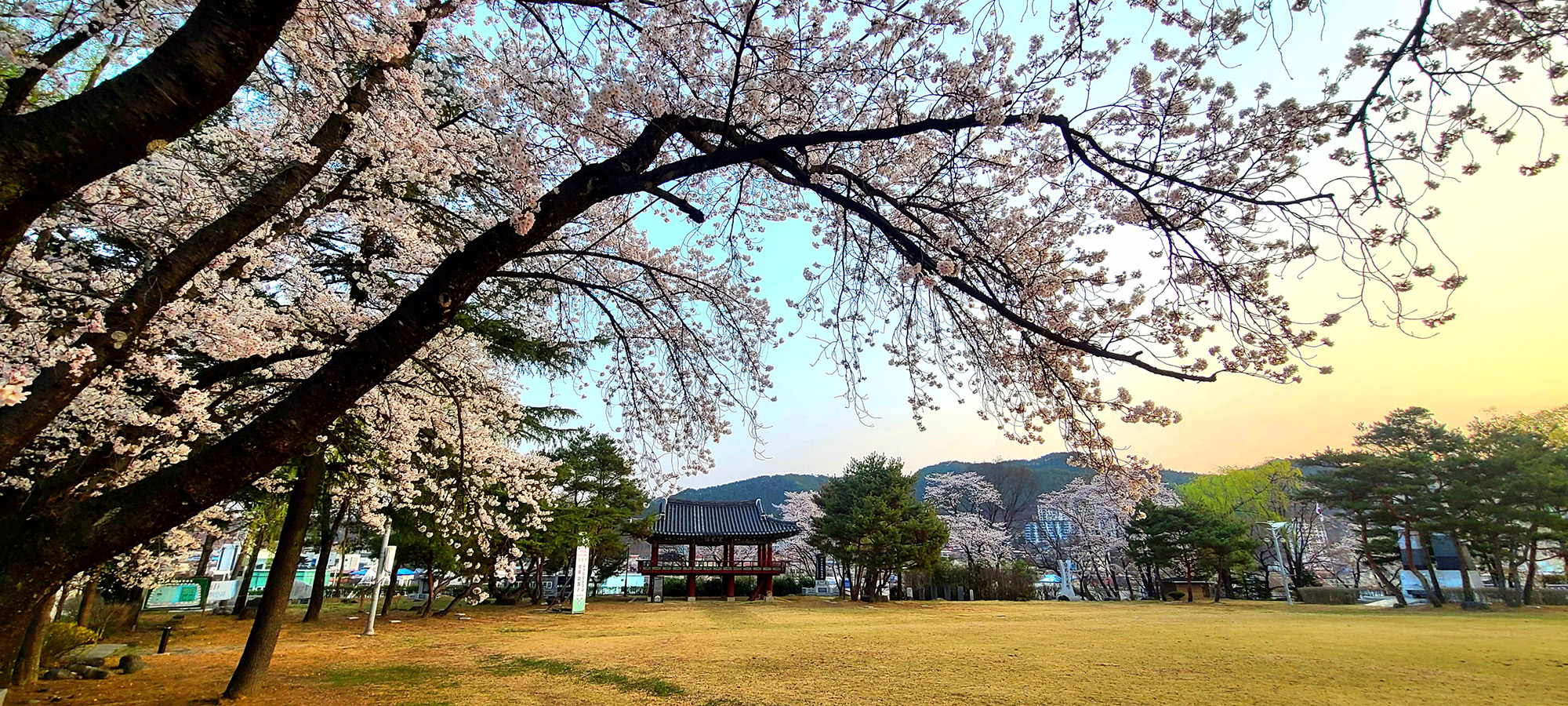 지남공원 벚꽃